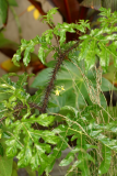Solanum atropurpureum RCP7-06 417.jpg
